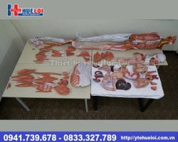 Mô hình giải phẫu hệ cơ và nội tạng người 170cm
