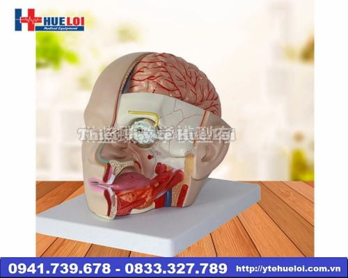 Mô hình giải phẫu đầu não bóc tách