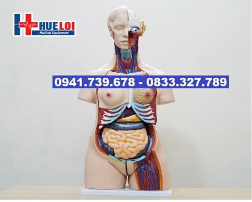 Mô hình giải phẫu nội tạng cơ thể nữ giới - Thiết bị y tế Huê Lợi