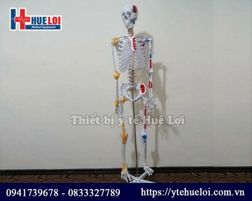Mô hình giải phẫu xương người 170cm đa chức năng