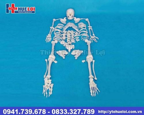 Mô hình bộ xương người tách rời