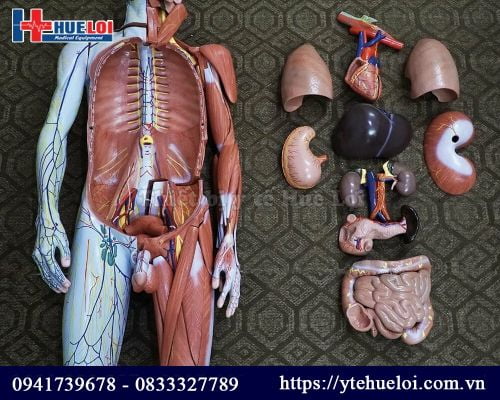 Mô hình giải phẫu hệ cơ và nội tạng người 170cm