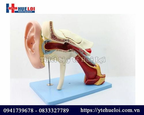 Mô hình giải phẫu tai người chi tiết