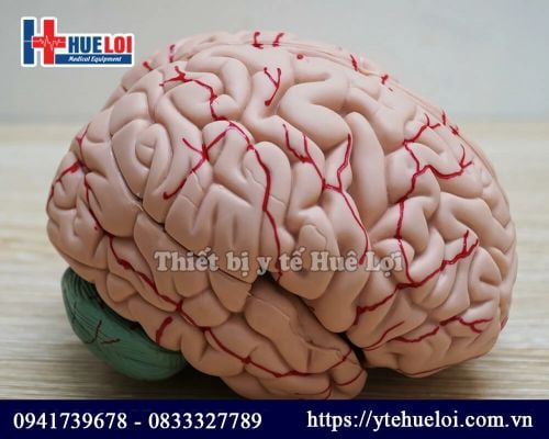 Mô hình giải phẫu não người, Mô hình não người tỉ lệ 1:1