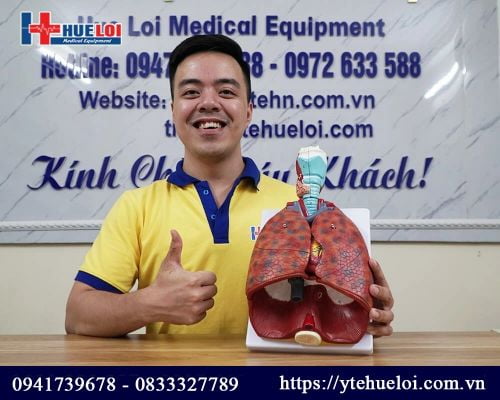 Mô hình tim phổi người