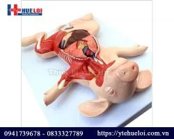 Mô hình giải phẫu Lợn