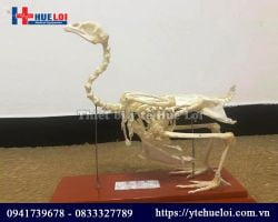 Mô hình giải phẫu xương gà