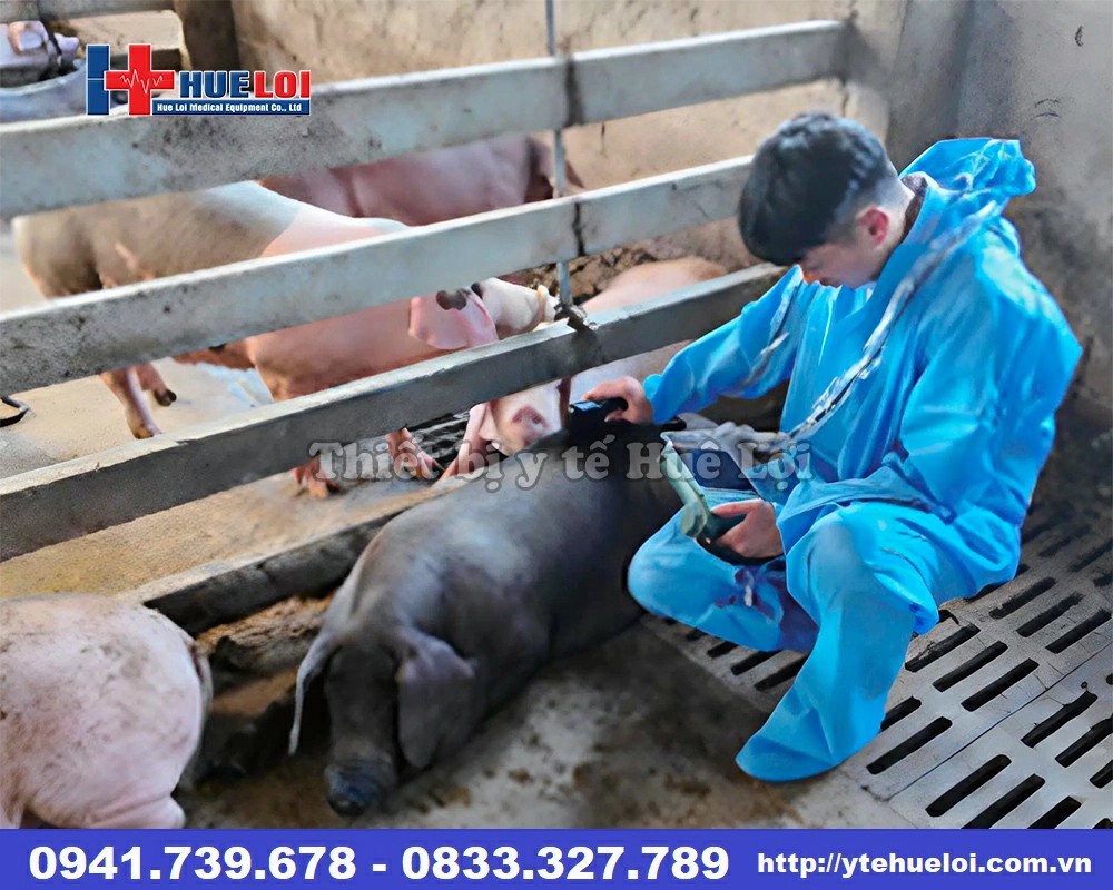 Máy siêu âm thai cho heo nái