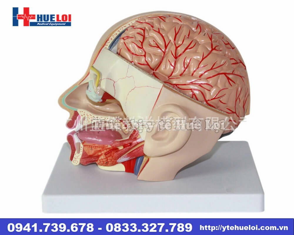 mô hình giải phẫu đầu não bóc tách