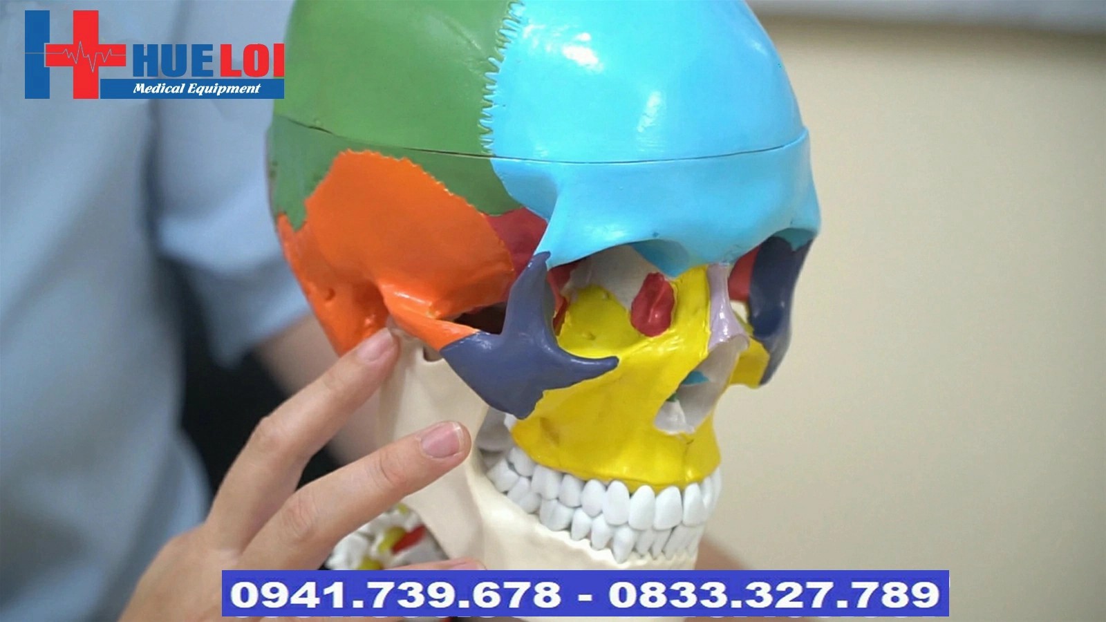 mô hình giải phẫu xương đầu mặt cổ