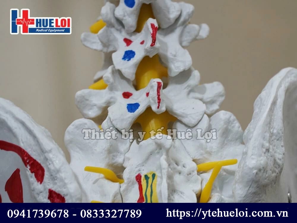 mô hình giải phẫu xương người cao 170 cm