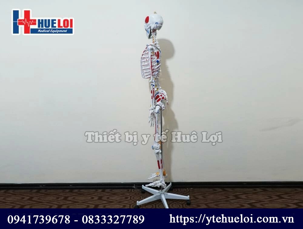 mô hình bộ xương người cao 170 cm