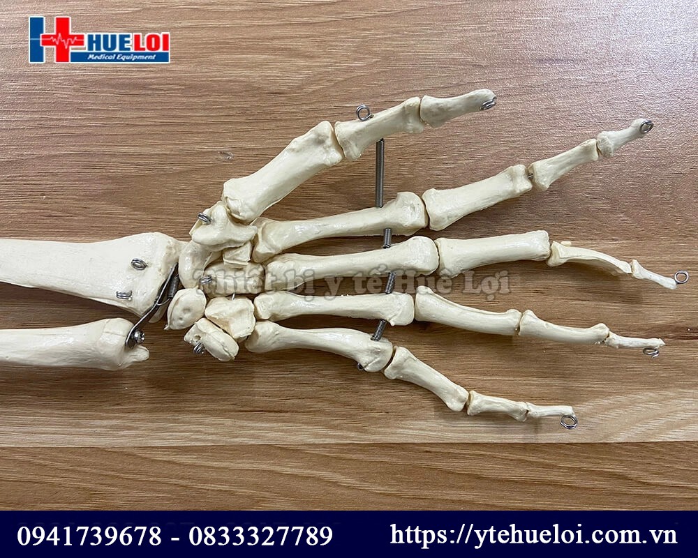mô hình giải phẫu xương cánh tay