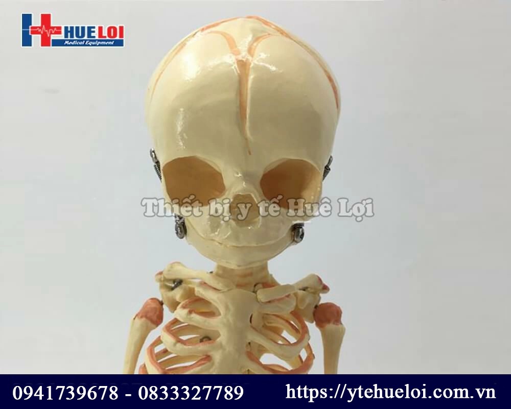 Mô hình giải phẫu xương trẻ em
