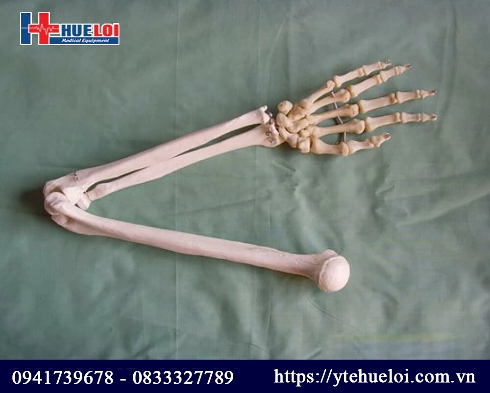 Mô hình giải phẫu xương chi trên