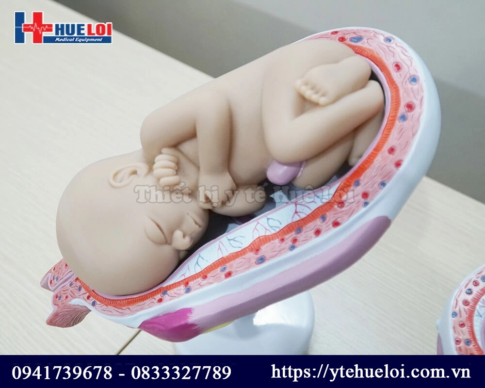 Mô hình thai nhi trong bụng mẹ