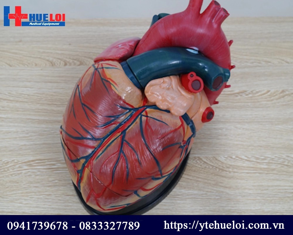 mô hình giải phẫu tim