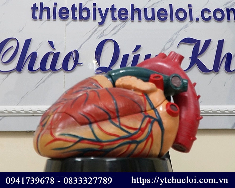 mô hình tim người 3D